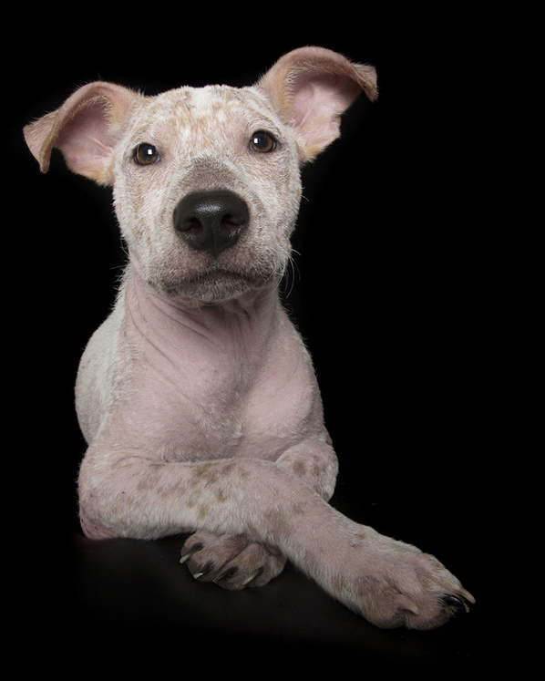 Fotos: animales con discapacidad para no olvidar su belleza
