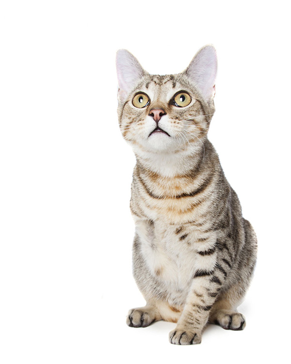Fotos: animales con discapacidad para no olvidar su belleza