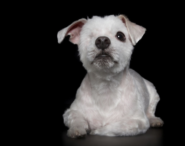 Fotos: animales con discapacidad para no olvidar su belleza