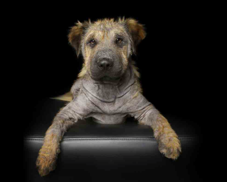 Fotos: animales con discapacidad para no olvidar su belleza