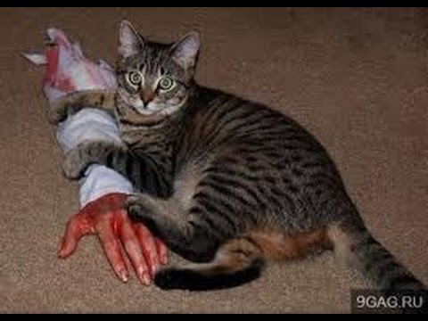 Gato detecta cÃ¡ncer de mama en dueÃ±a dos veces
