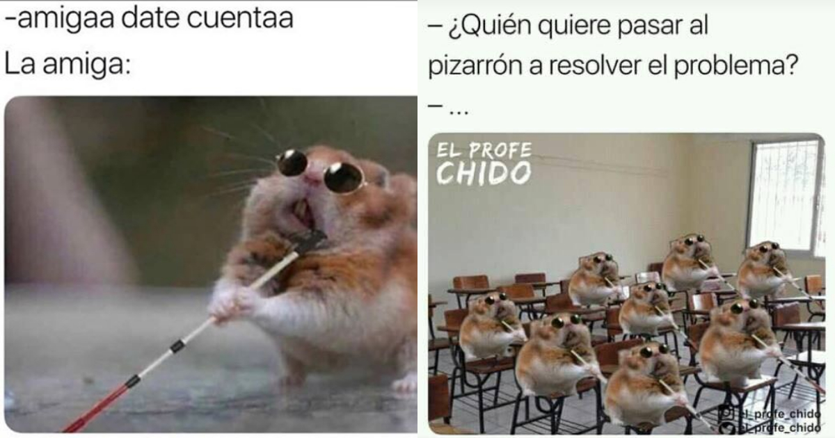 Memes Del Hamster Ciego, Memes De Hamster, Ciego, Hamster, Memes, Meme Hamster