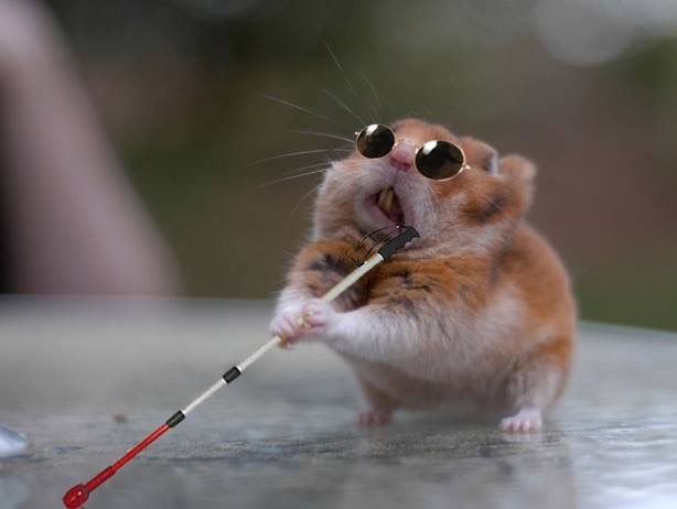 Memes del Hamster ciego
