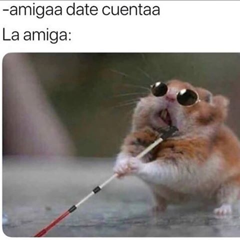 Memes del Hamster ciego