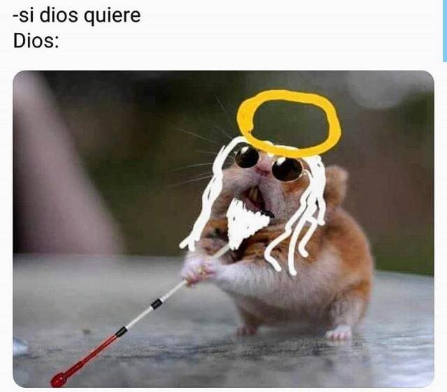 Memes del Hamster ciego