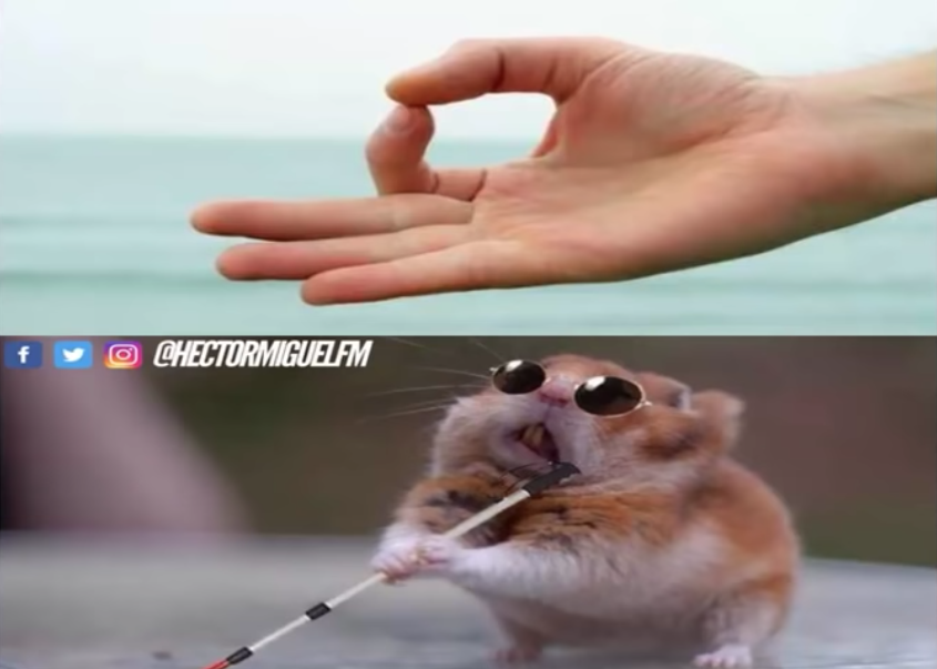 Memes del Hamster ciego