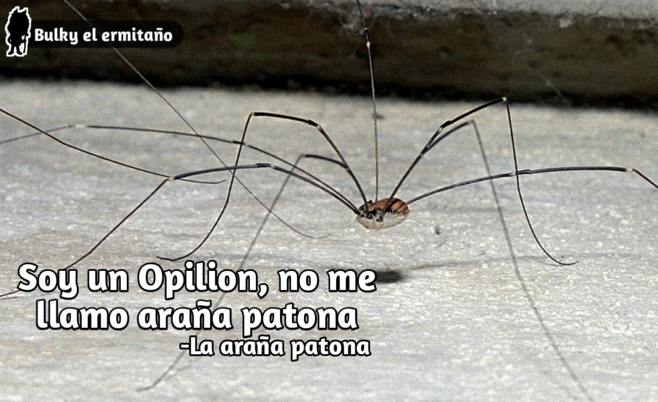 Mejores memes que no me llamo