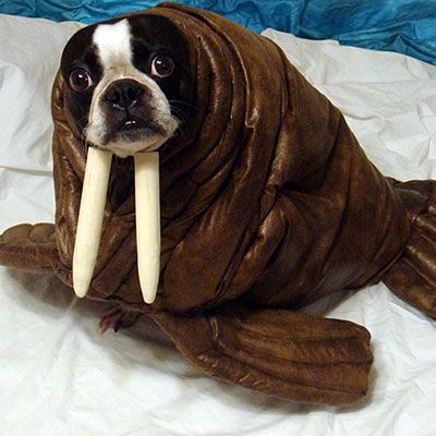 Disfraces para perros de Halloween
