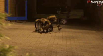 Perro disfrazado de halloween