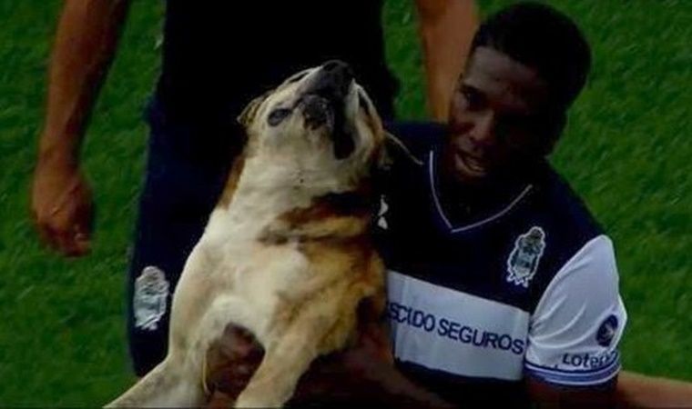 Perro interrumpe partido de futbol en argentina