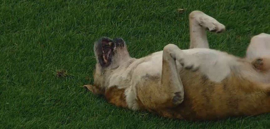 Perro interrumpe partido de futbol en Argentina