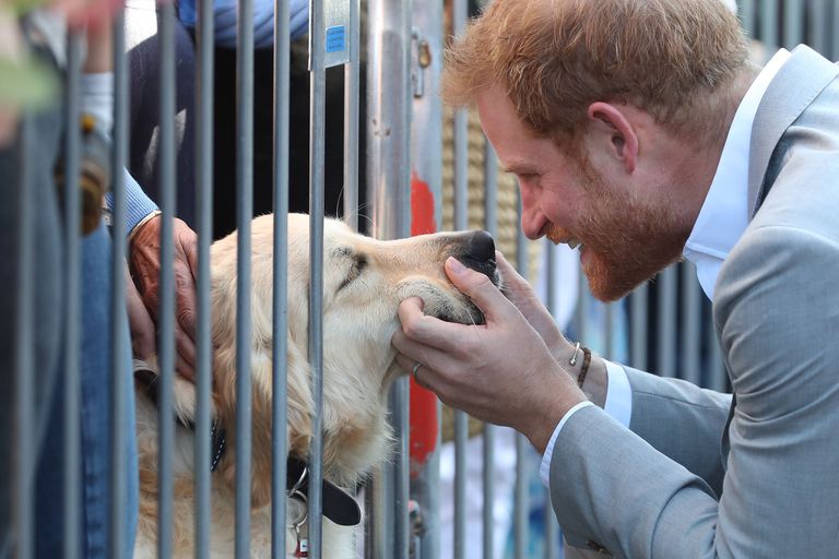 Principe Harry se detiene a acariciar perrito