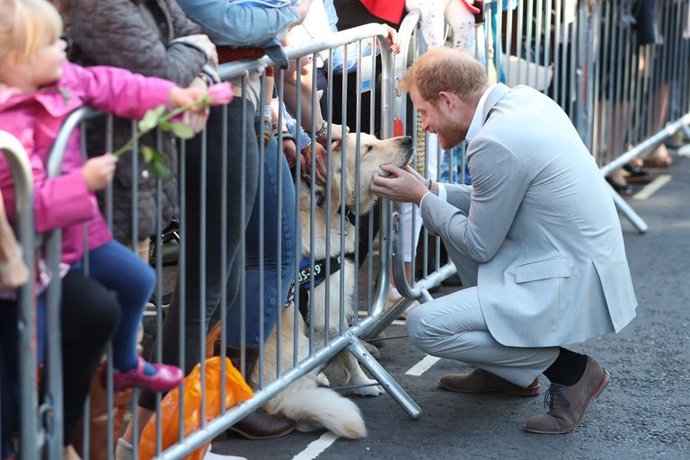 Principe Harry se detiene a acariciar a perrito
