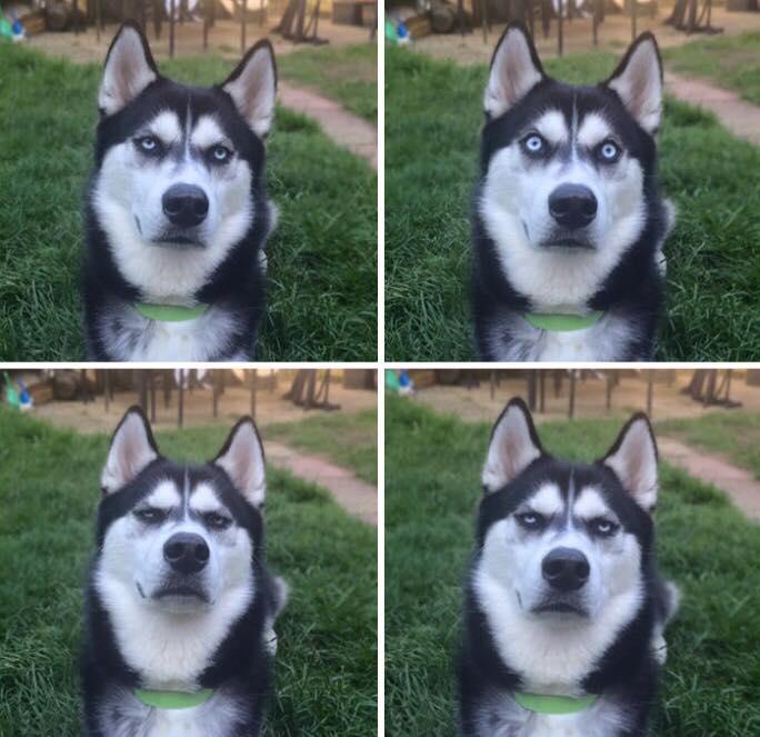 Perro arruina fotos navideñas de su dueña