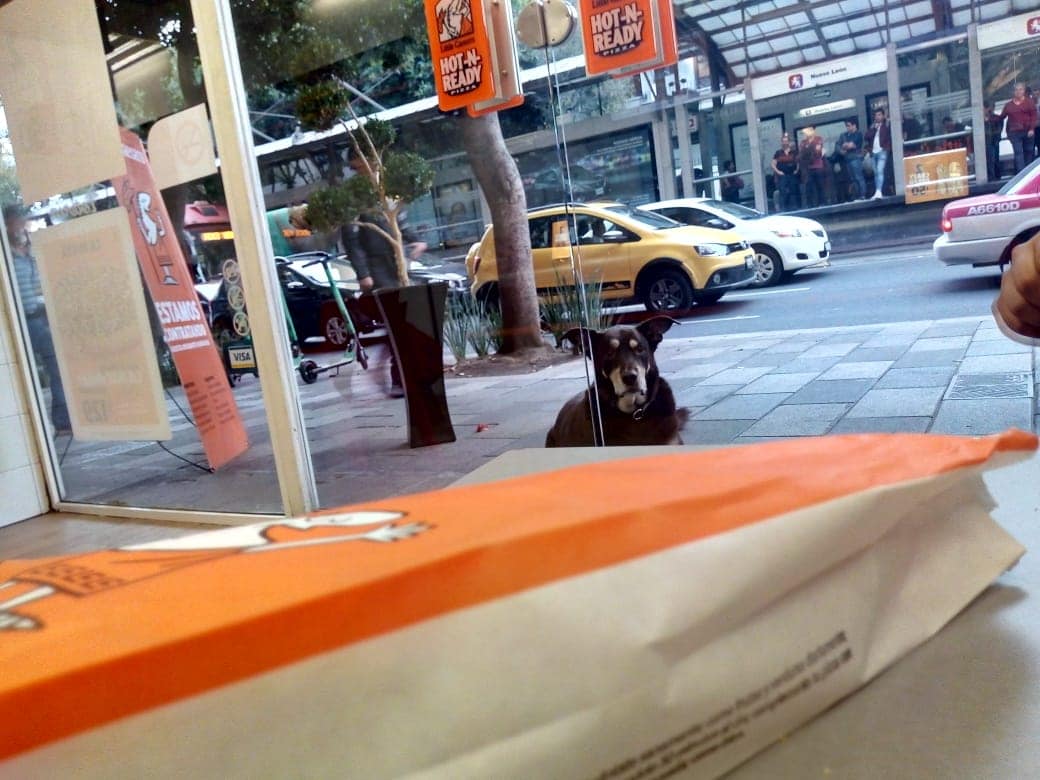 Historia del perro que pedía pizza afuera de un restaurante