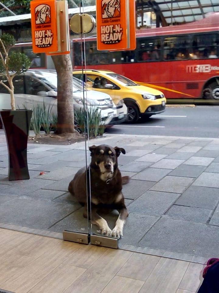 Historia del perro que pedía pizza afuera de un restaurante