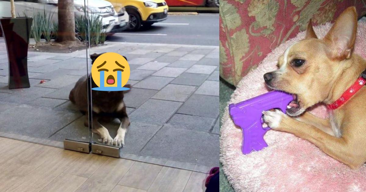 Historia del perro que pedía pizza afuera de un restaurante
