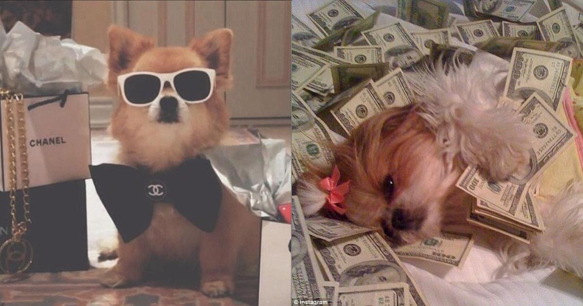 Con nueva ley, podrías dejarle tu fortuna a tus mascotas