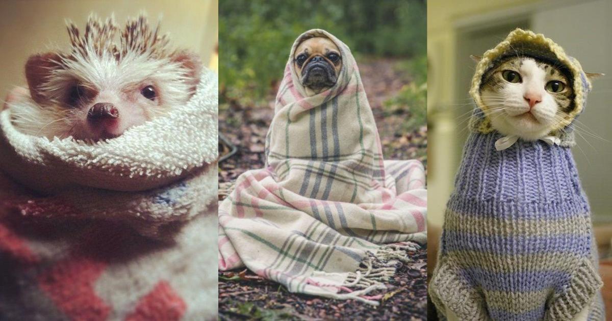 Cómo cuidar a tu mascota con este maldito frío