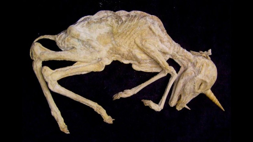 OLV: la 100cia confirma que los unicornios SÍ EXISTIERON