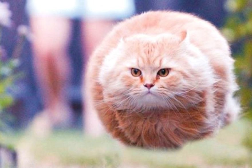 Artista japones inmortaliza divertidos momento animales en pequeñas esculturas