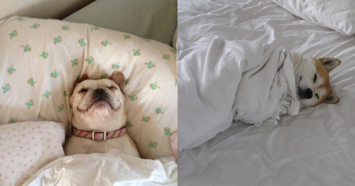 Dormir Con Perro Es Bueno, Dormir Con Perro, Perros, Dormir, Salud, Calidad Sueño