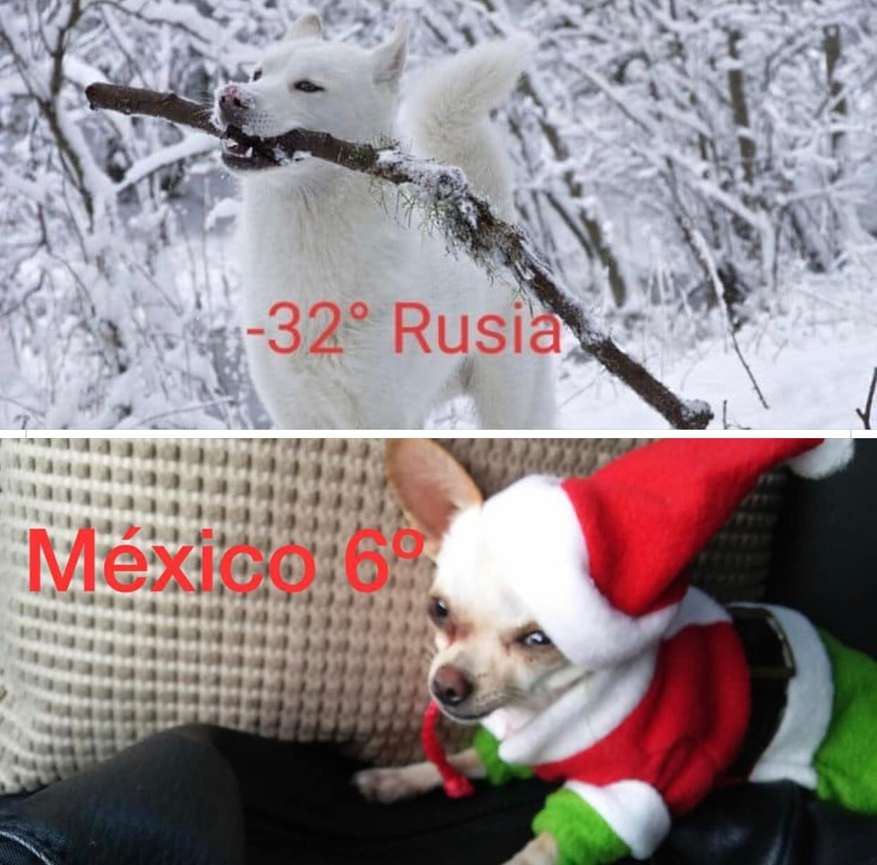 Memes del frío