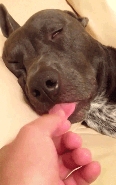 Es bueno dormir con tu perro