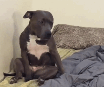 Dormir con tu perro es bueno para la salud