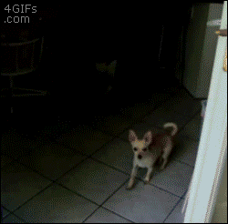 Perro espera pacientemente a que le abran puerta invisible