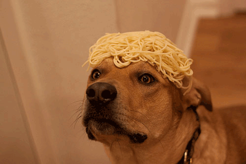 Perros tienen niveles de estrés de sus dueños