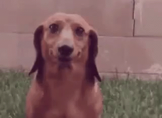 Dormir con tu perro es bueno