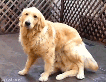 Dormir con tu perro es saludable