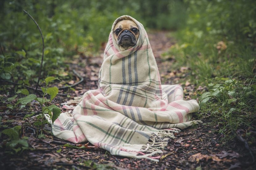 Cómo cuidar a tu mascota con este maldito frío