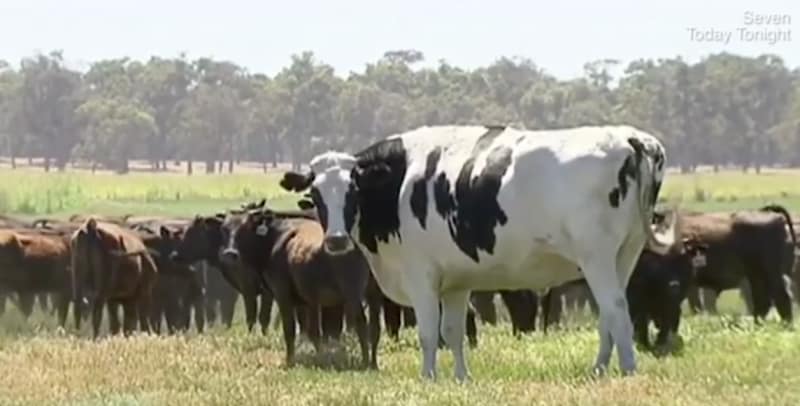 La vaca más grande del mundo y es más alta que un vegano
