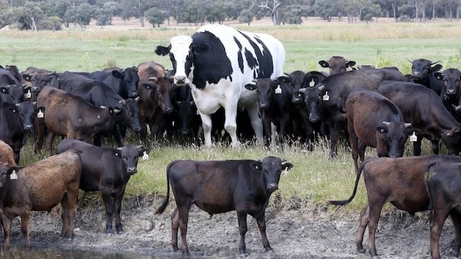 La vaca más grande del mundo y es más alta que un vegano