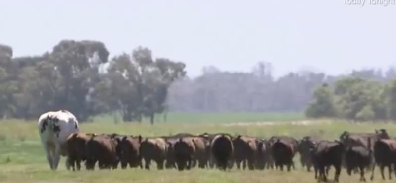 La vaca más grande del mundo y es más alta que un vegano