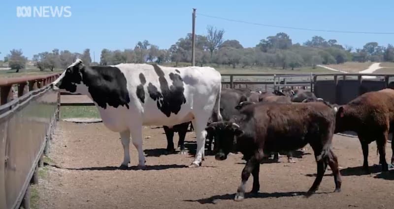 La vaca más grande del mundo y es más alta que un vegano