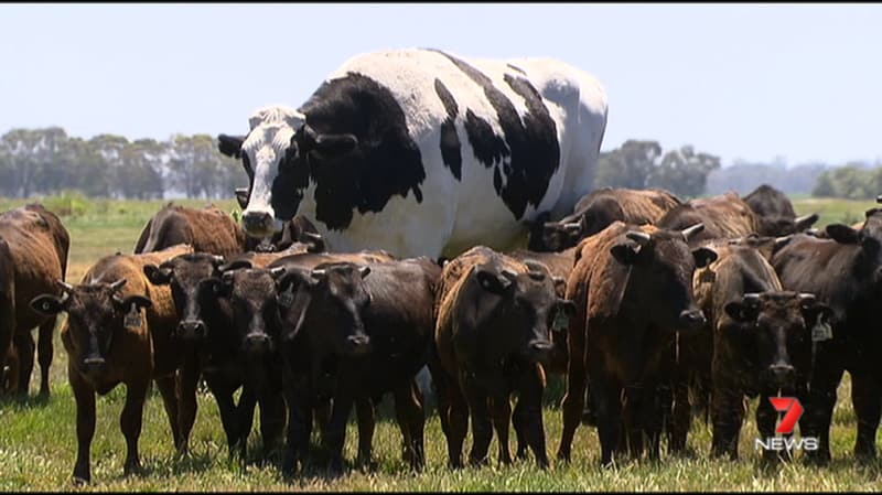 La vaca más grande del mundo y es más alta que un vegano