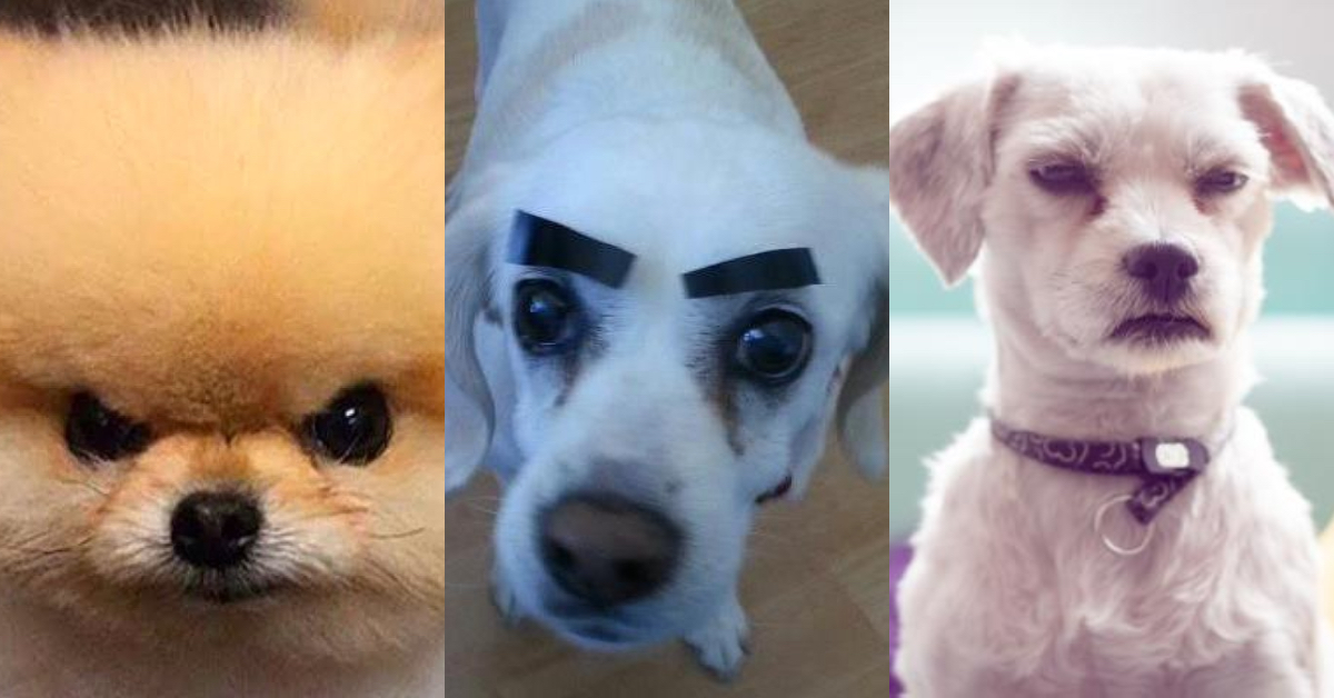 Violador de perros muere de terrible infección de pene