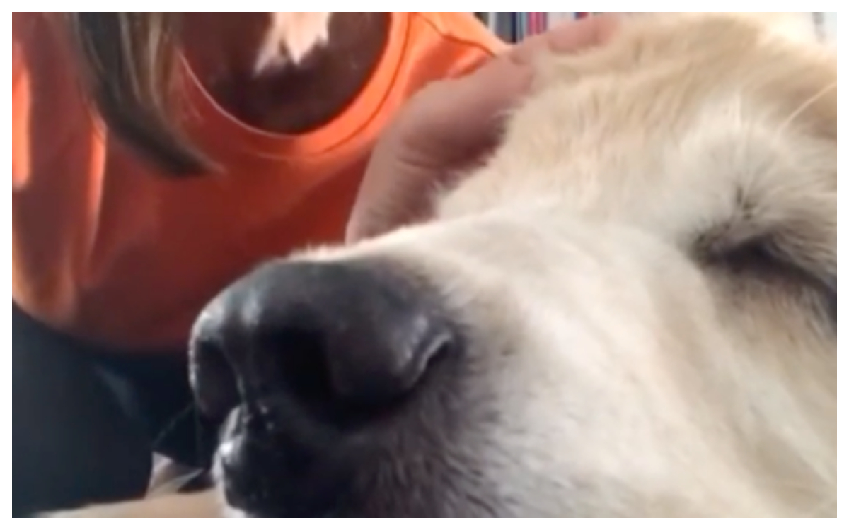 Le cantan a perritobebé antes de morir