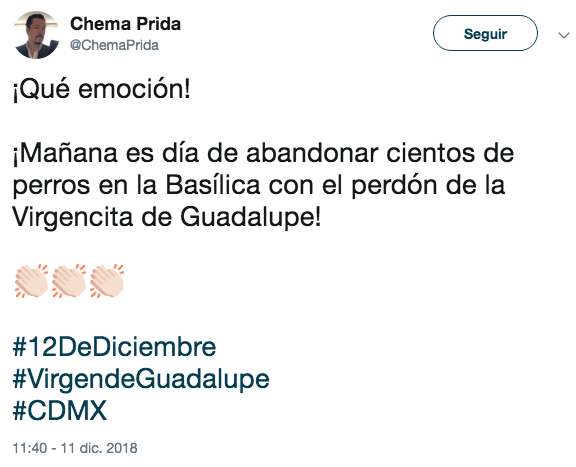 Perros abandonados en la básilica de guadalupe