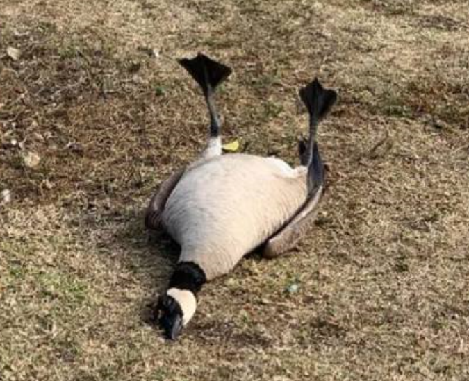 Aves terminan drogadas en parque porque alguien les dio pastillas
