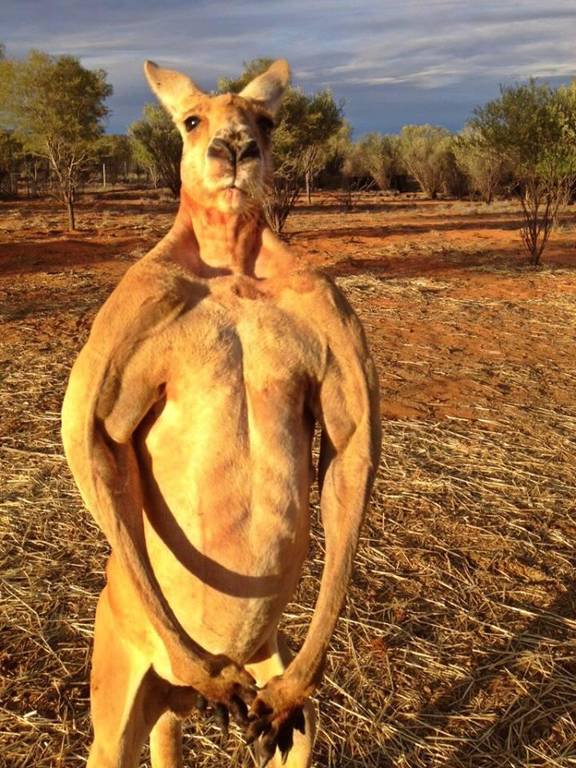 Muere el canguro Roger, el más musculoso de la historia