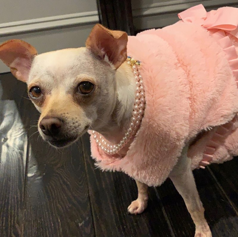 Sofía Vergara organiza fiesta para su nieta
