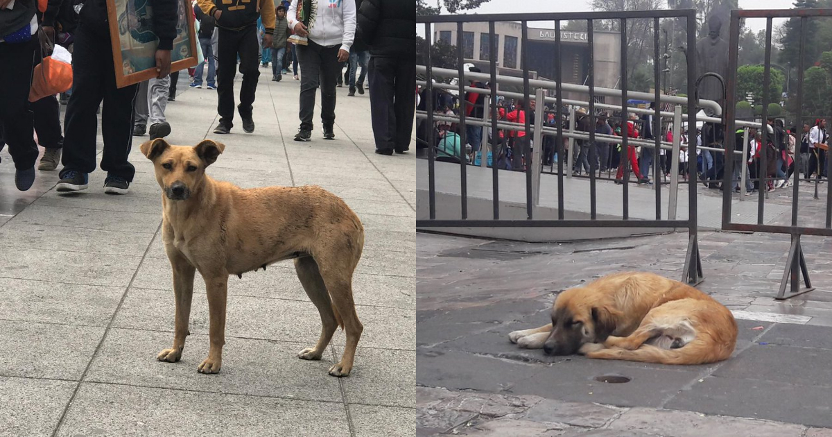 Perros Abandonados Basílica De Guadalupe, Perros Peregrinos Basílica De Guadalupe, Perros Abandonados, Perros, Basílica De Guadalupe, Día De La Virgen