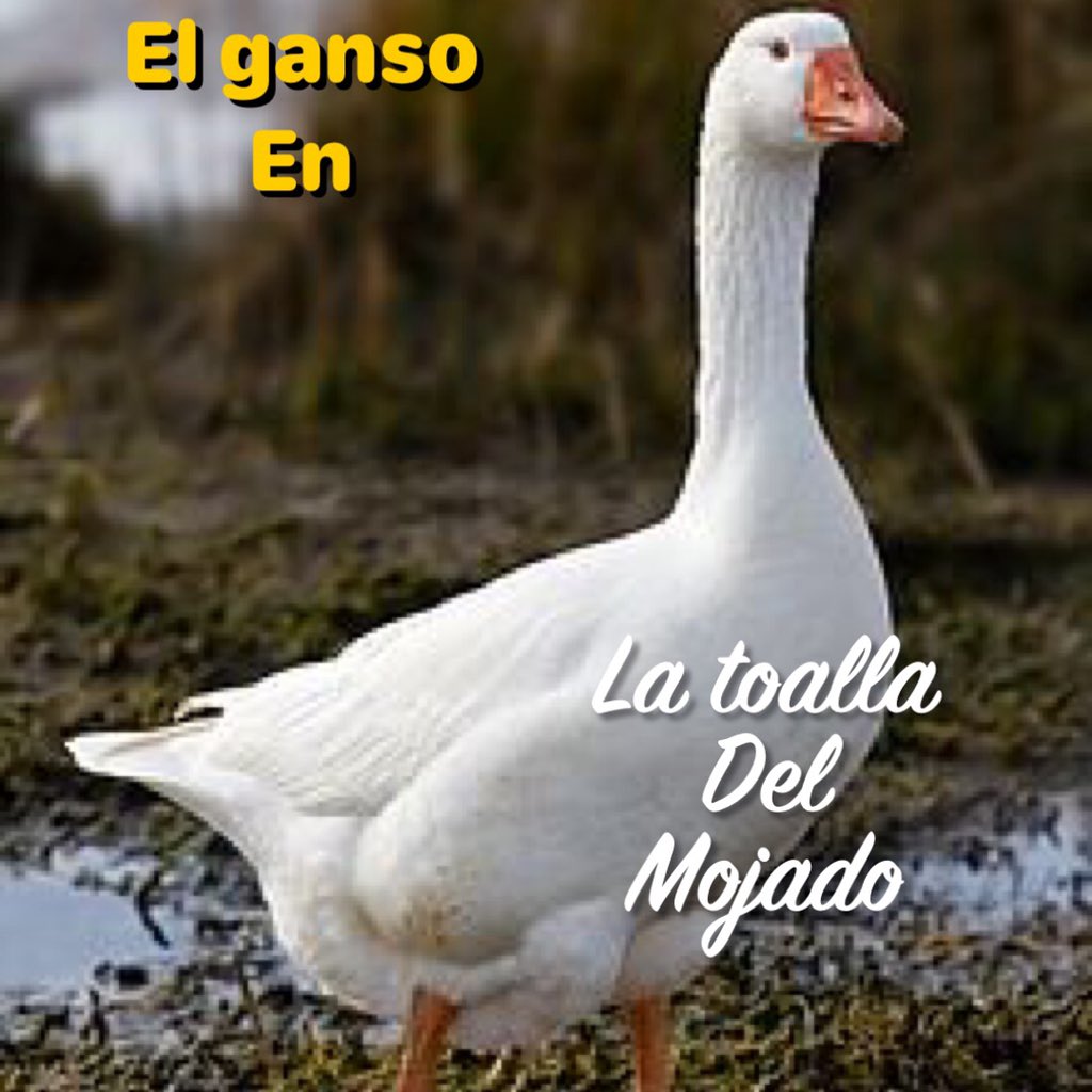 Los mejores títulos del Libros con Ganso