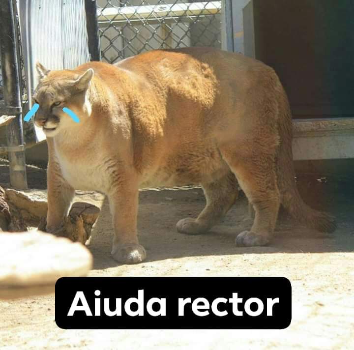 Memes del América Pumas 2018