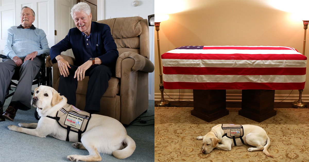 Perro George H. W. Bush Lo Vela, Funeral George H. W. Bush, Perro, Sully, Perro George H. W. Bush, Funeral