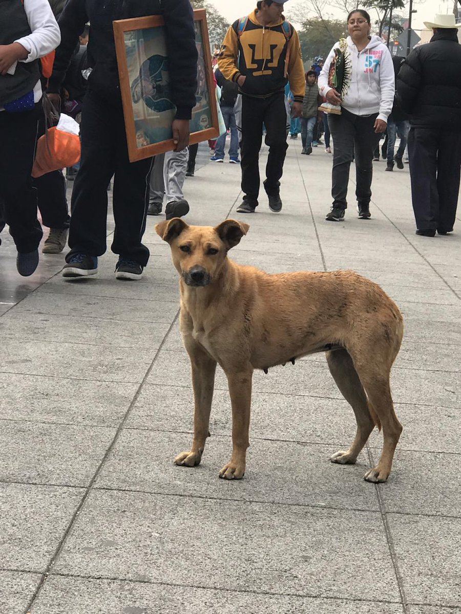 Perros abandonados en la básilica de guadalupe
